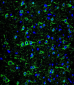 MAP2 Antibody (Ascites)